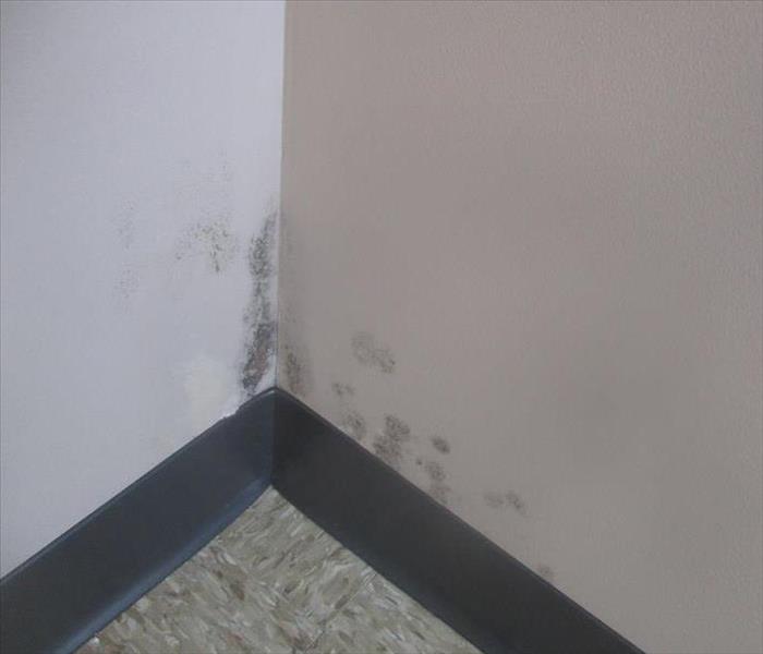 Mold on wall in corner near the floor
