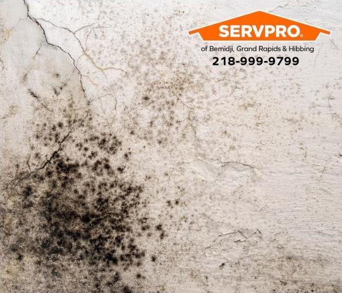 Mold grows on a wall with water damage.